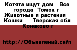 Котята ищут дом - Все города, Томск г. Животные и растения » Кошки   . Тверская обл.,Конаково г.